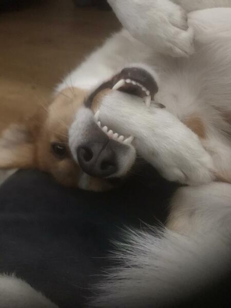 Royal Style: silk, stomachers, sapphires and plenty of sass