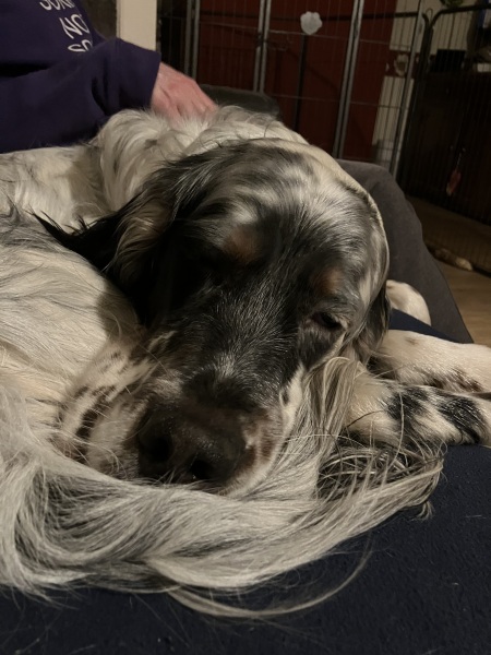 Puppy Survival Thread - for old and new pups heading into winter