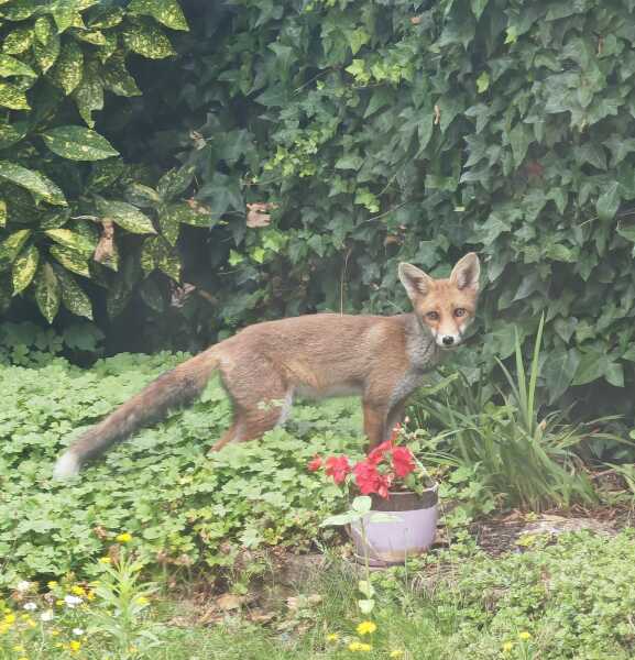 There is a fox having a nap in my garden right now...