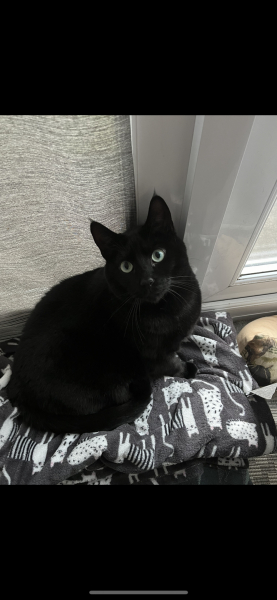 What compliments do you pay your cat?