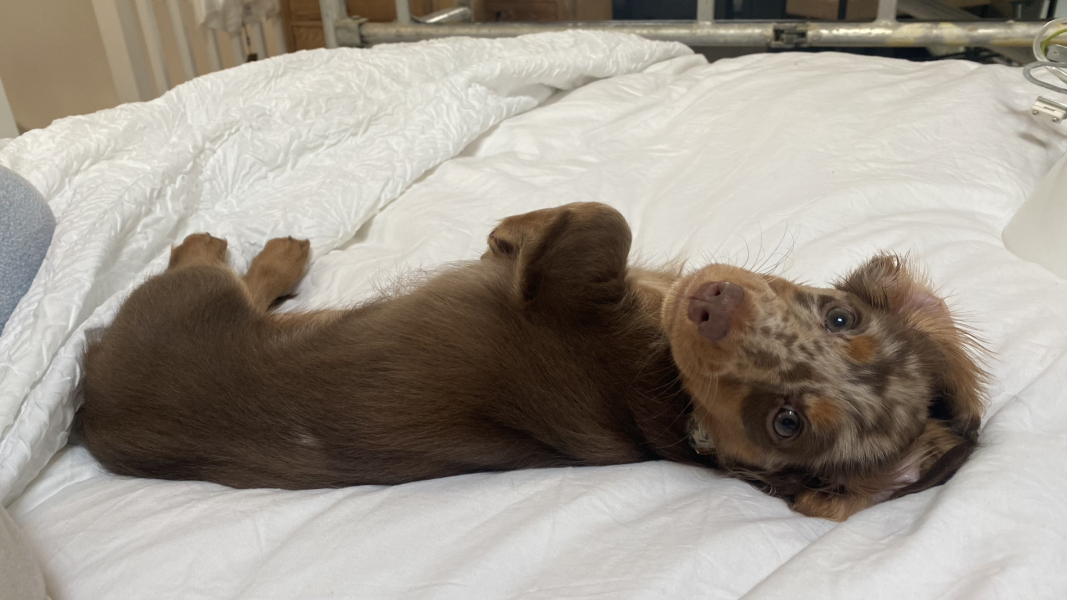 Miniature Dachshund name