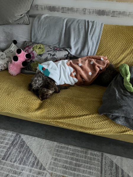 What is your dog doing right now?