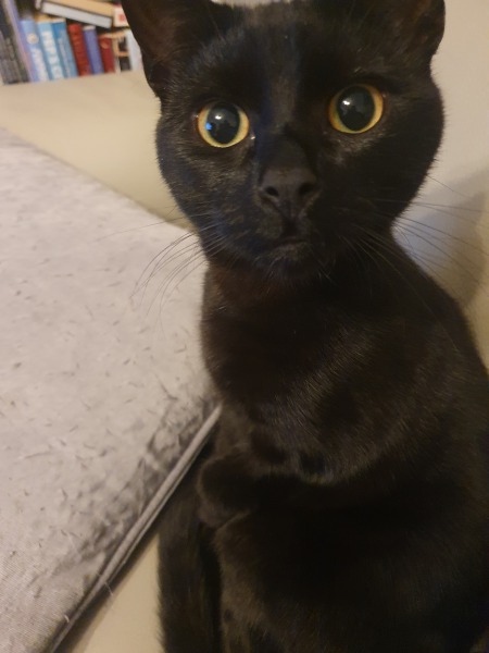 Kitten jumping up when we eat!