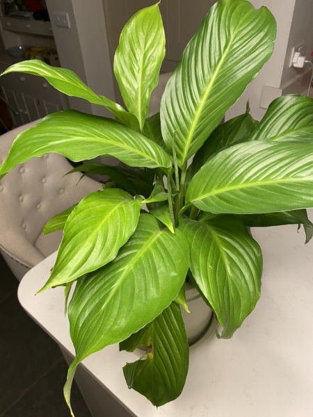 Can anyone tell me what this plant is please