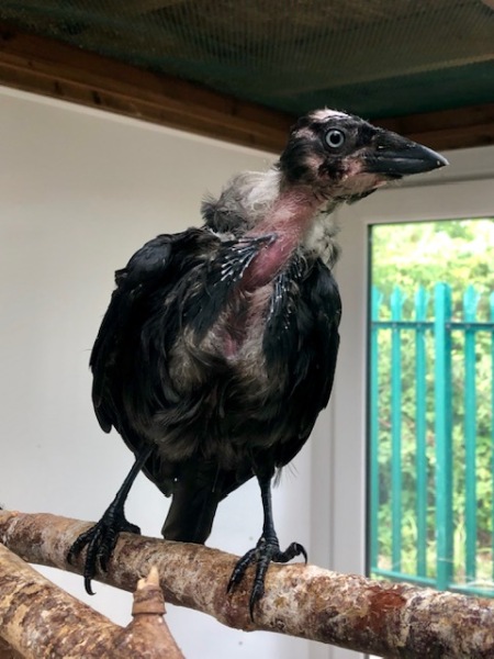 To be scared that I’m still marked by the crows?