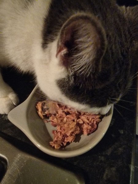 Kitten will only eat sardines!!
