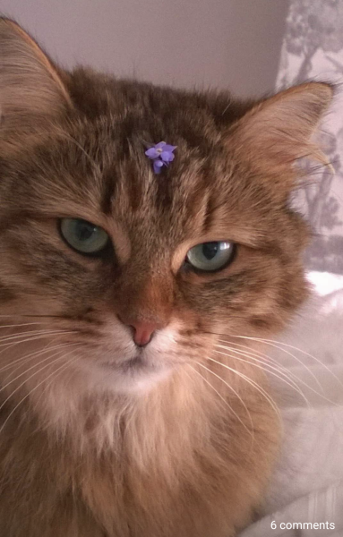 Pet photo thread