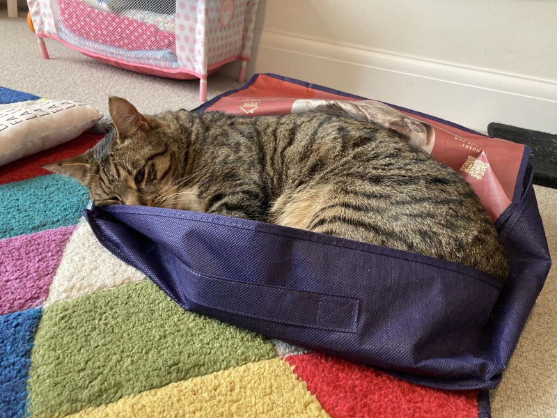 Tales and Tails and NMCs  -  the Excellent Cats March On
