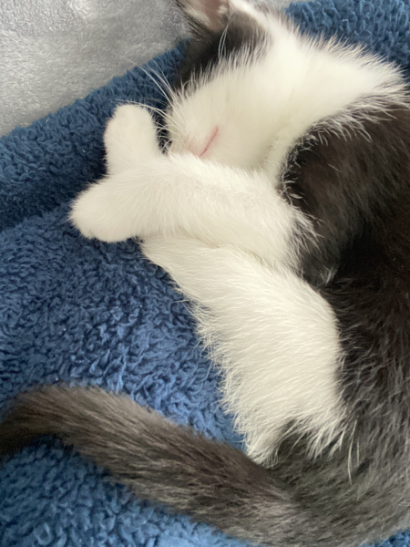 New kittens