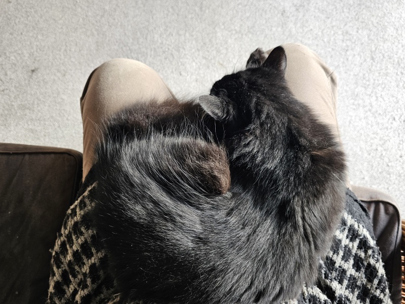 Tales and Tails and NMCs  -  the Excellent Cats March On