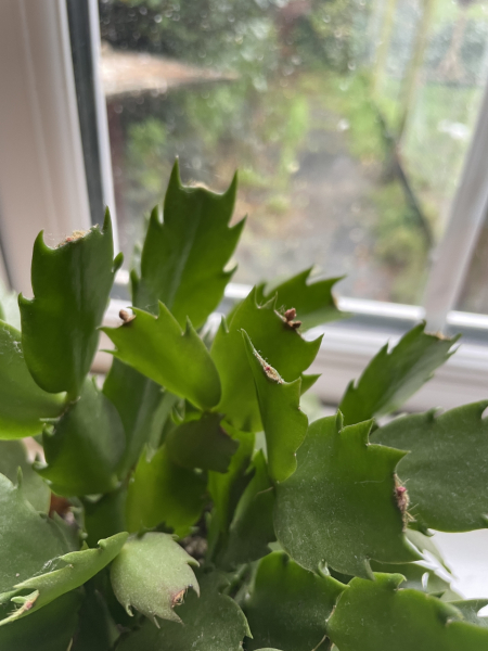 My Christmas cactus didn't flower