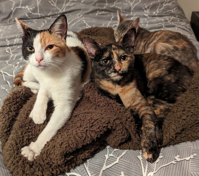 To get one kitten or two?