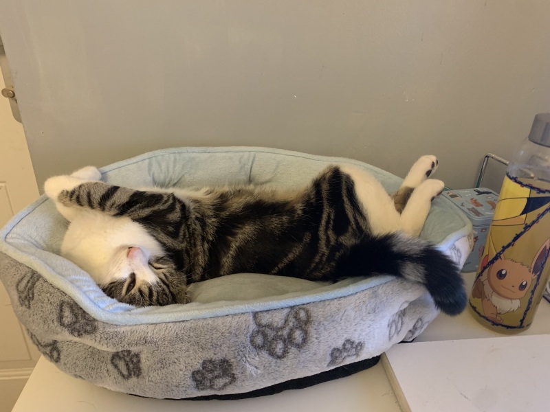To think my cat has cracked the work life balance totally