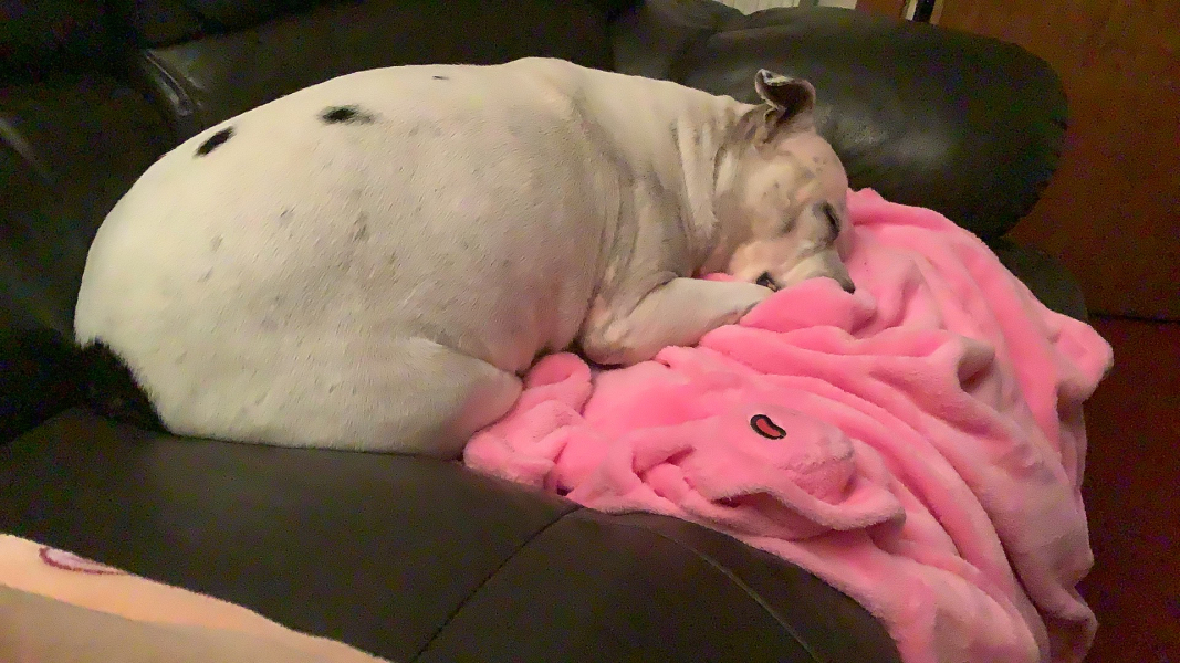 What is your dog doing right now?