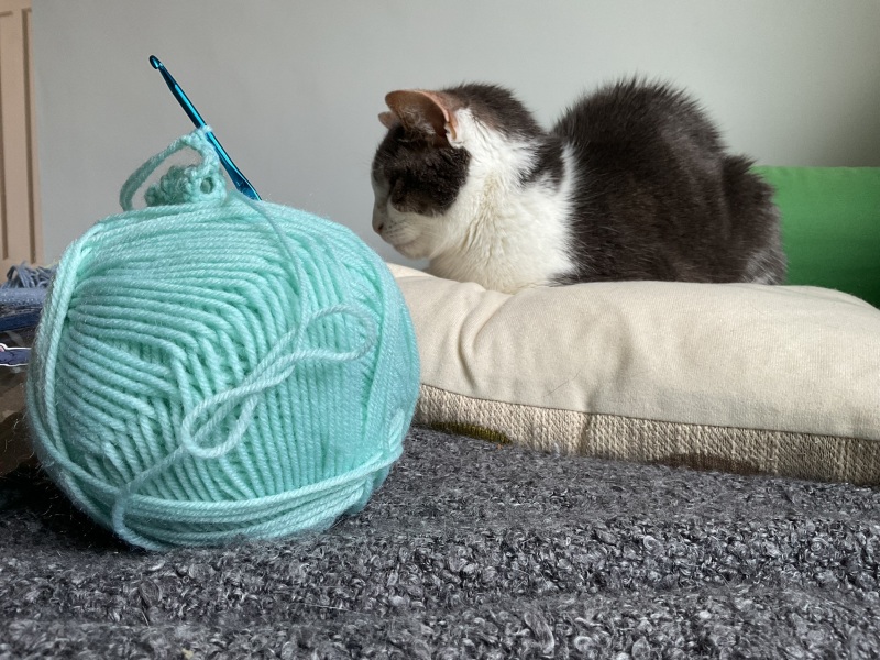 Elderly cat - how much to investigate/treat?