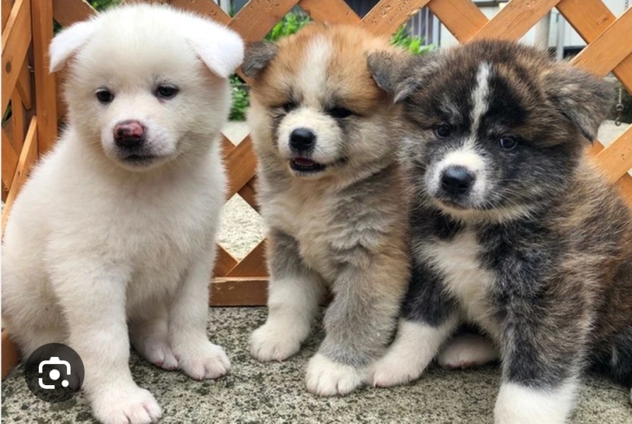 What is this dog breed?!