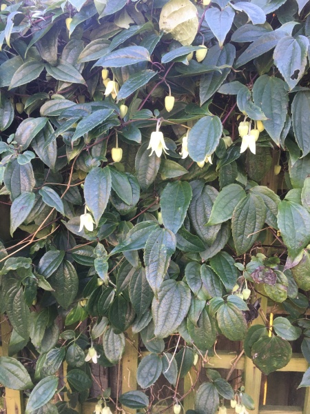 Garden advice - photo inc