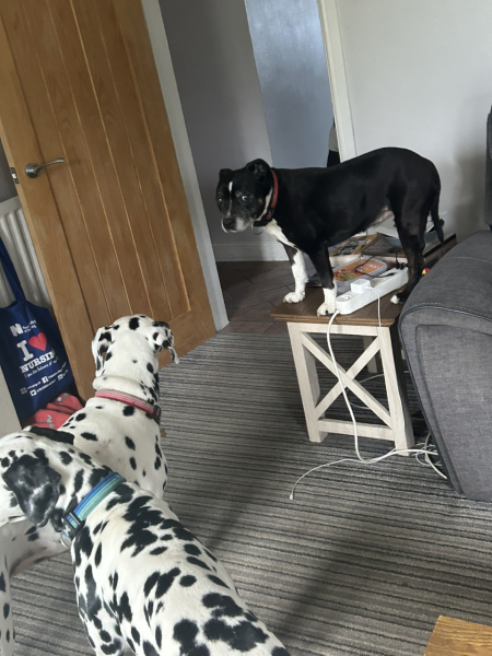 please cheer me up with photos of your guilty looking dogs