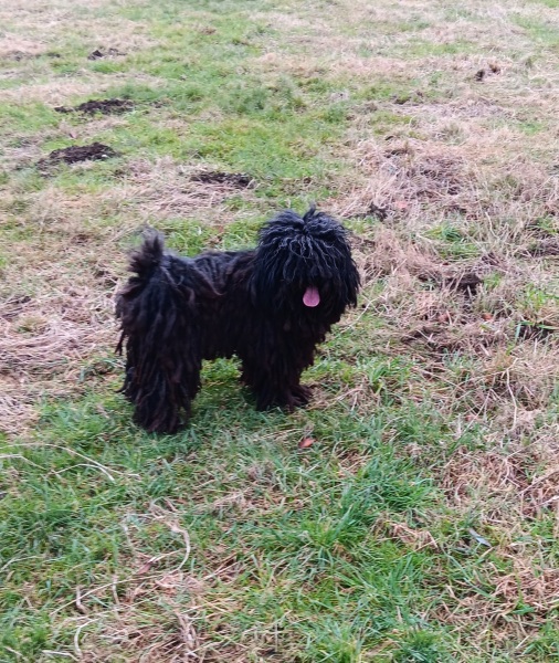 Recommend a family dog - not first time dog owner don't worry
