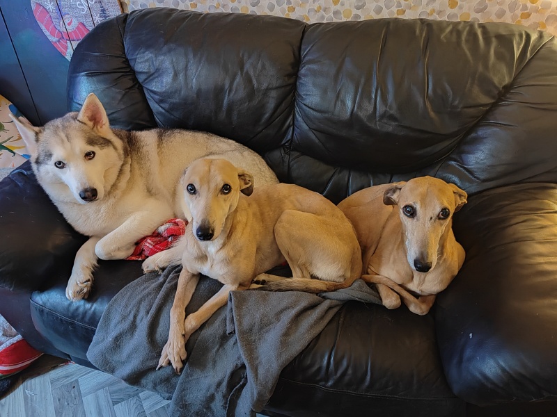 Lurcher as a second dog?