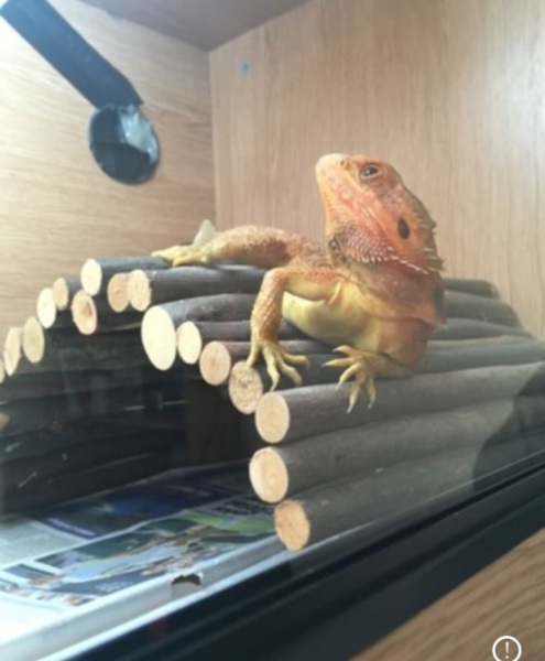Gecko names?