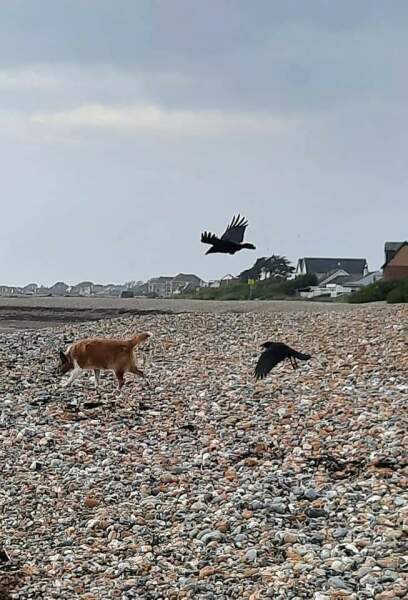 To be scared that I’m still marked by the crows?