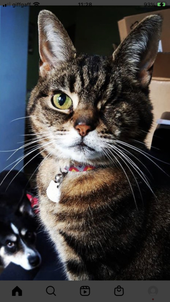 I had my cat euthanised last night