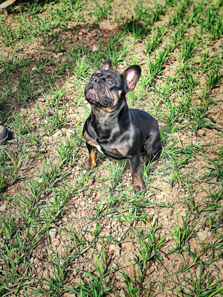 Years.com dog food