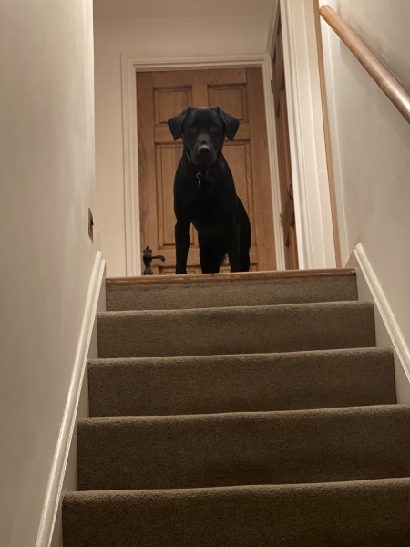 How old was your dog when given free rein