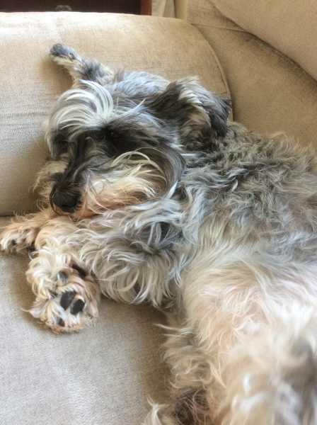 please cheer me up with photos of your guilty looking dogs