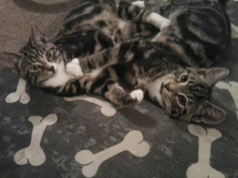 To get one kitten or two?