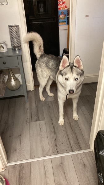 Pet photo thread