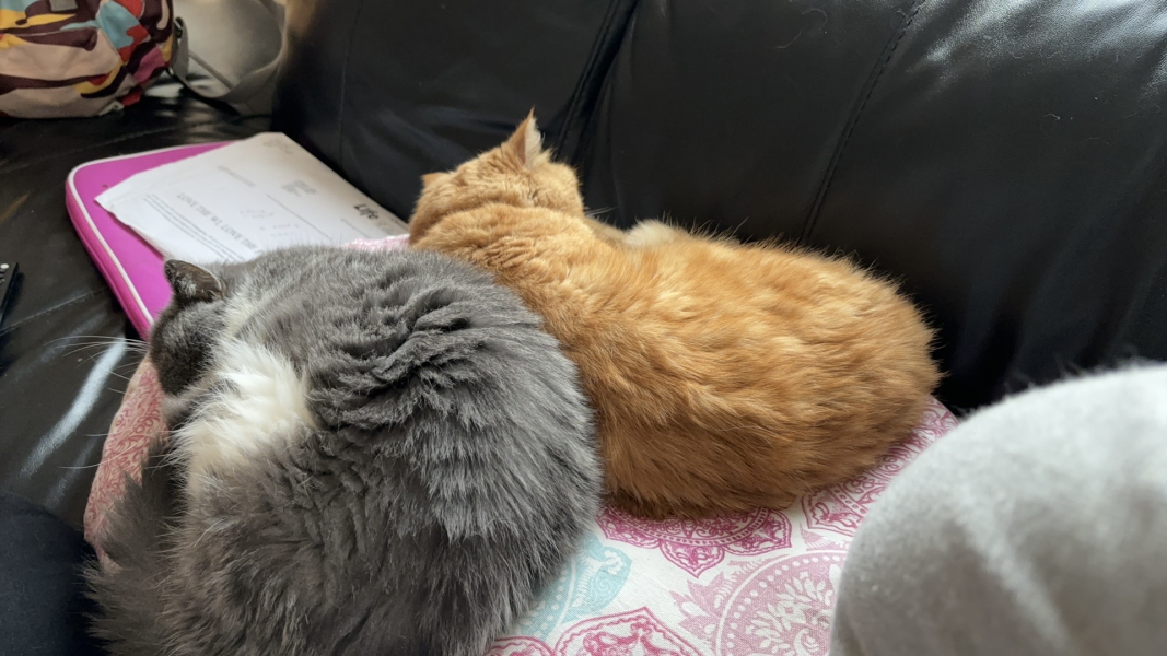 To get one kitten or two?