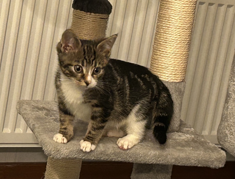 New kittens - where should they sleep?