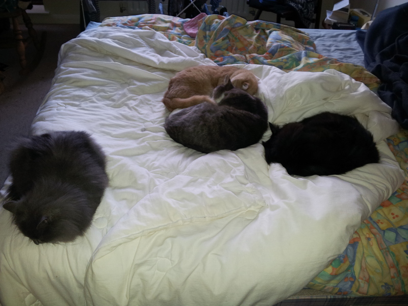 Tales and Tails and NMCs  -  the Excellent Cats March On