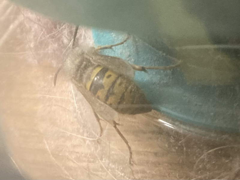 A wasp!?  In January?!