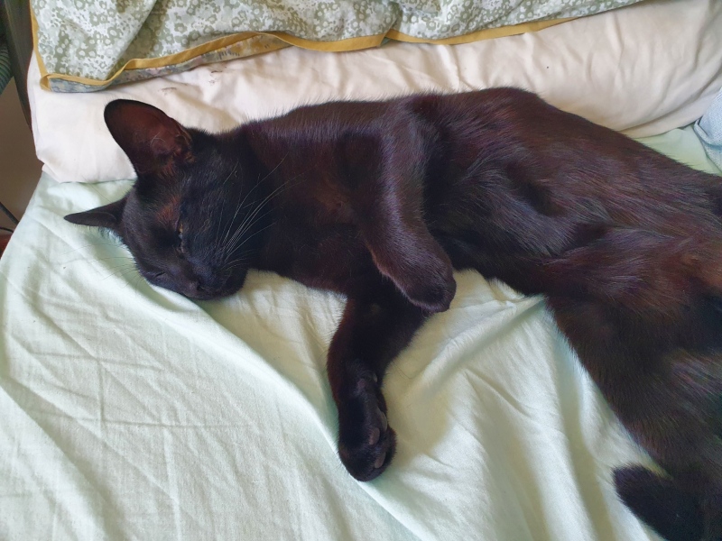 To think my cat has cracked the work life balance totally