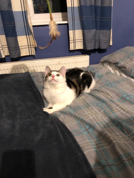 New foster kitten coming on Friday