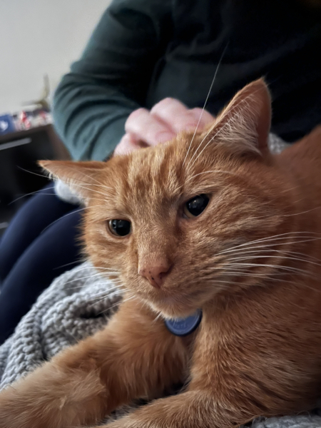 What compliments do you pay your cat?