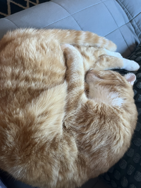 Pet photo thread