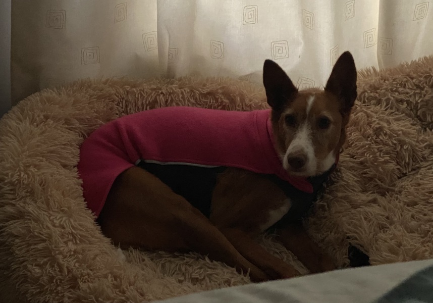 Pet photo thread