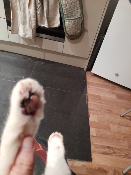 How to (successfully!) bandage/wrap a cats paw?
