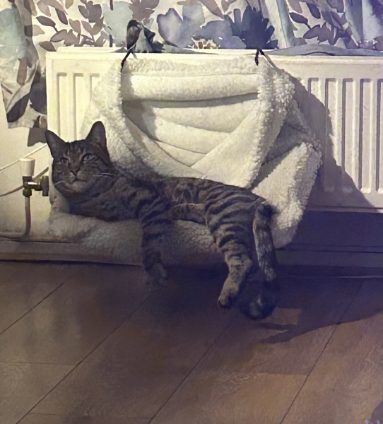 To think my cat has cracked the work life balance totally