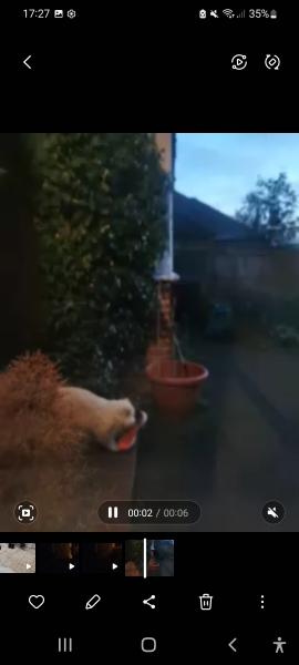 I think my cat stole someone's Sunday lunch