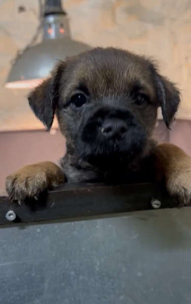 Puppy Survival Thread - for old and new pups heading into winter