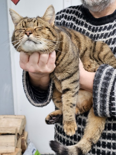 Thug cat part 5 - For he will not do destruction, if he is well-fed, neither will he spit without provocation.