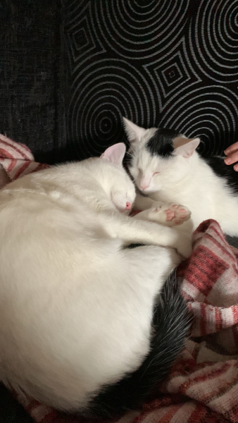 New cats