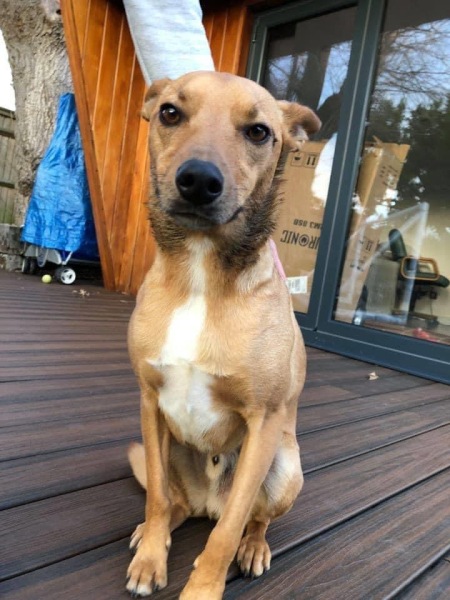 please cheer me up with photos of your guilty looking dogs