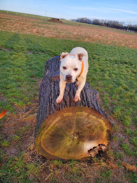 Warning-upsetting photos. 22 dogs rescued from breeder