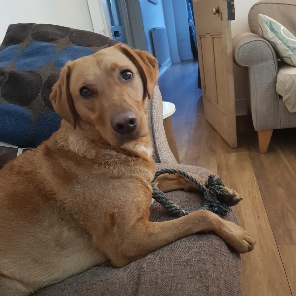 Pet photo thread